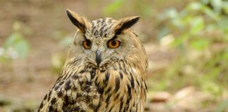 Jak uniknąć klątwy faraona w Tunezji?