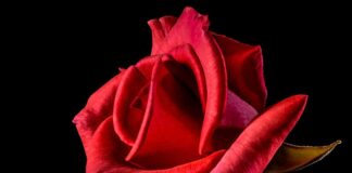 Co oznacza czerwona chusta na aucie w Holandii?