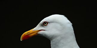 Ile się idzie na Morskie Oko z dzieckiem?