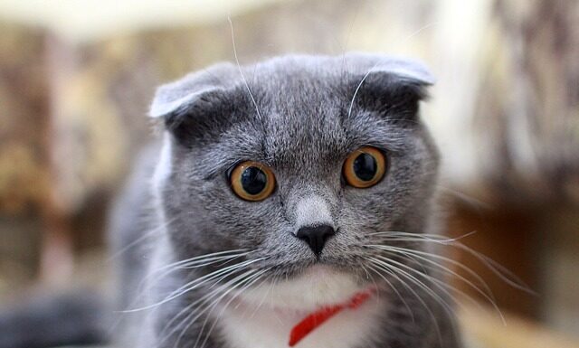 Czy Brytyjczyki są chorowite?