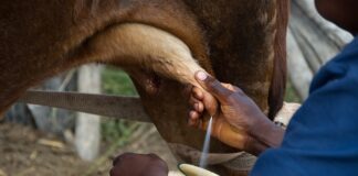 Ile dostanę za 1 €?